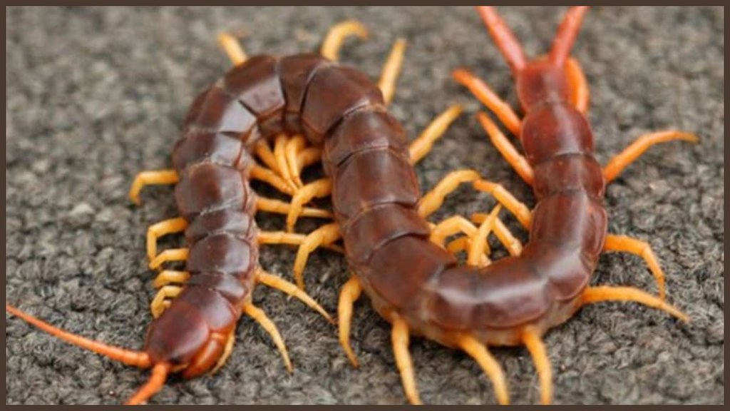 kankhajura bhagane ke upay, centipedes