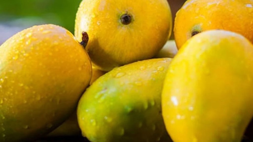 Foods To Avoid With Mangoes, these 5 foods you must avoid after consuming mango, mango ke sath kya nahi khana chahiye, mango eating tips, mango side effects
