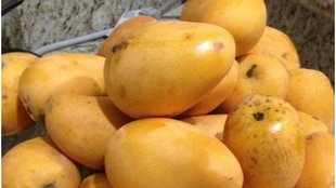 Tips to Preserve Mangoes