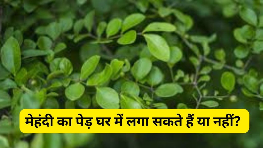 Mehndi Plant Vastu, Vastu Tips For Mehndi Plant, Mehndi Easy Design, Mehndi Latest Design, Vastu Shastra, Vastu Tips, Mehndi Plant Vastu Shastra, Vastu Tips for Mehndi Plant, Mehndi Trending Design, Easy Mehndi Designs, Foot Mehndi Designs, Mehndi Design 2025, mehndi design simple, mehndi photo, Simple foot mehndi design, Stylish foot mehndi design