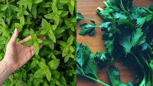mint coriander leaves | mint coriander storage hacks | How to keep coriander and mint fresh