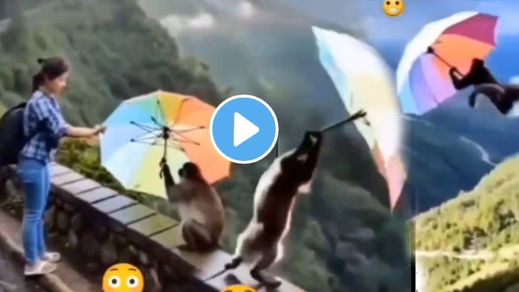 monkey flies after taking umbrella