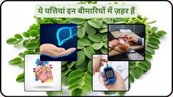 Drumstick leaves: सेहत के लिए अमृत है मोरिंगा के पत्ते लेकिन इन 4 बीमारियों में चखना भी है मना, ज़हर की तरह करते हैं असर