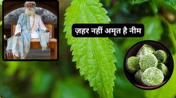 अमृत है ये कड़वी नीम की पत्तियां, रोज़ बासी मुंह इसकी गोली बनाकर खा लें बॉडी में दिखेंगे चमत्कार, सदगुरु ने बताएं नीम के फायदे