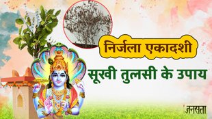 Nirjala Ekadashi, Nirjala Ekadashi 2025, Nirjala Ekadashi 2025 date, How Do You Use Dried Holy Basil, तुलसी के सूखे पौधे का क्या करें