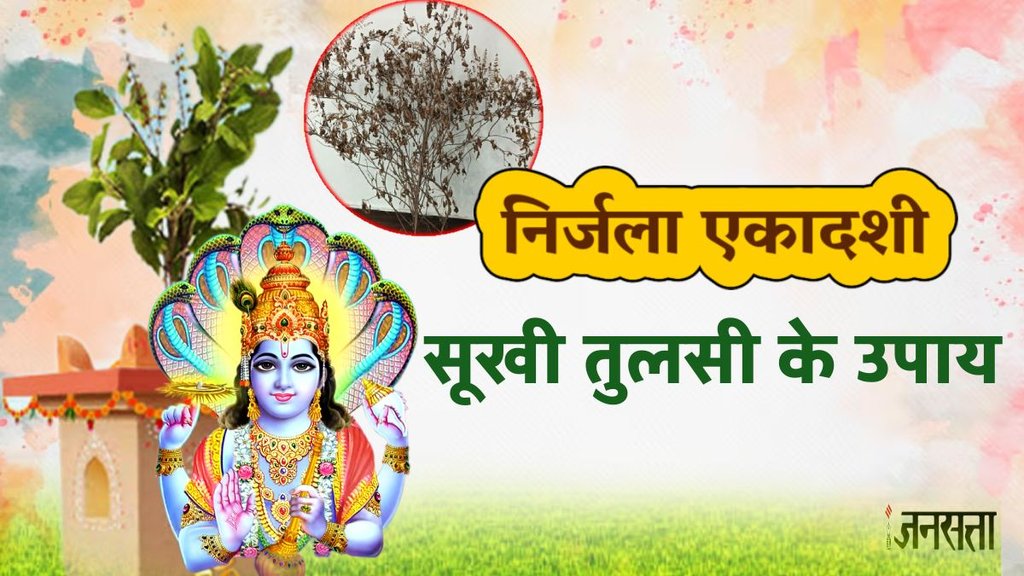 Nirjala Ekadashi, Nirjala Ekadashi 2025, Nirjala Ekadashi 2025 date, How Do You Use Dried Holy Basil, तुलसी के सूखे पौधे का क्या करें