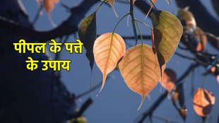 peepal ke upay, peepal ke upay, peepal ke upay in hindi