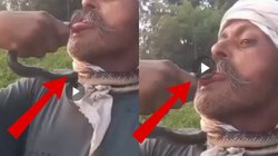 गले में लिपटा सांप और शख्स के जीभ पर लगा डसने, देखते ही देखते फैलने लगा जहर और फिर… Viral Video देख लगेगा डर