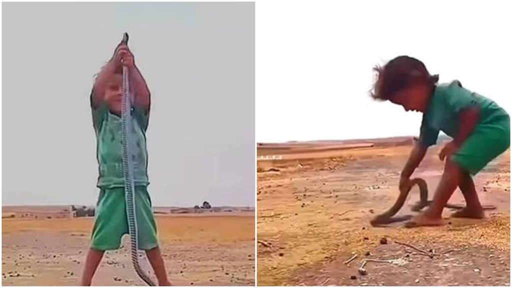 Snake Viral Video, Viral video toddler snake