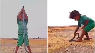 Snake Viral Video, Viral video toddler snake