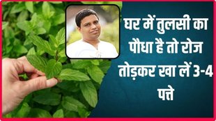 Basil Leaves,Benefits of chewing basil leaves,Eating basil leaves daily,chewing Basil leaves for immunity,Basil leaves for stress relief
