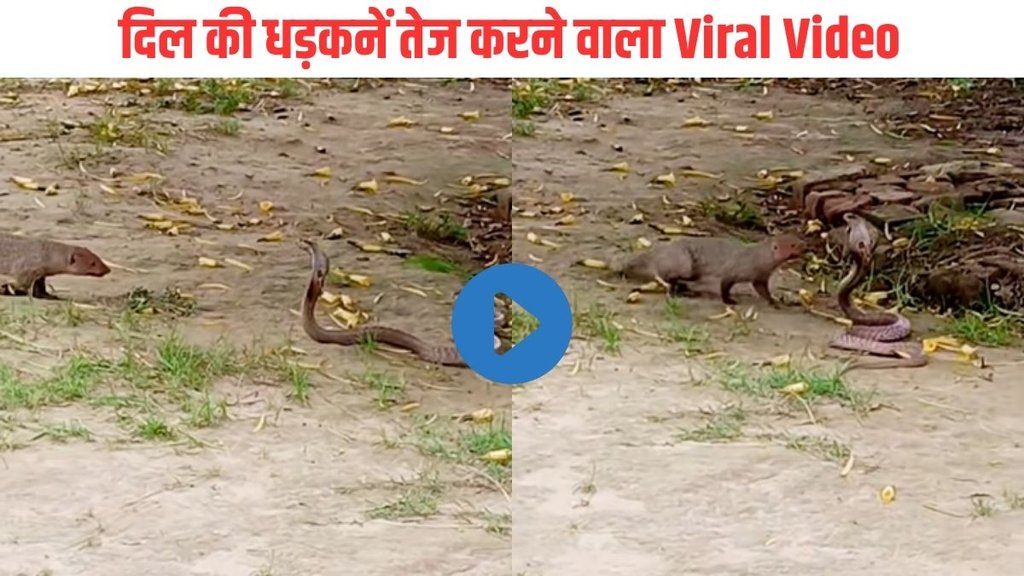 Snake Video| Viral Video| Trending Video