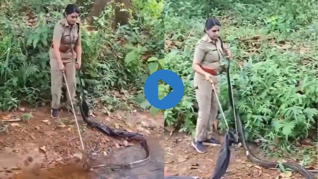 Snake Video| Animal Video| Hindi News Snake Video| Animal Video| Hindi News