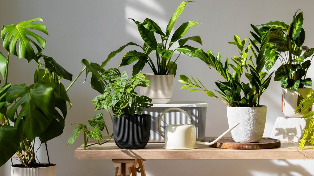 Air purifying indoor plants, hawa saaf karne wale paudhe, Top 5 indoor plants to purify air