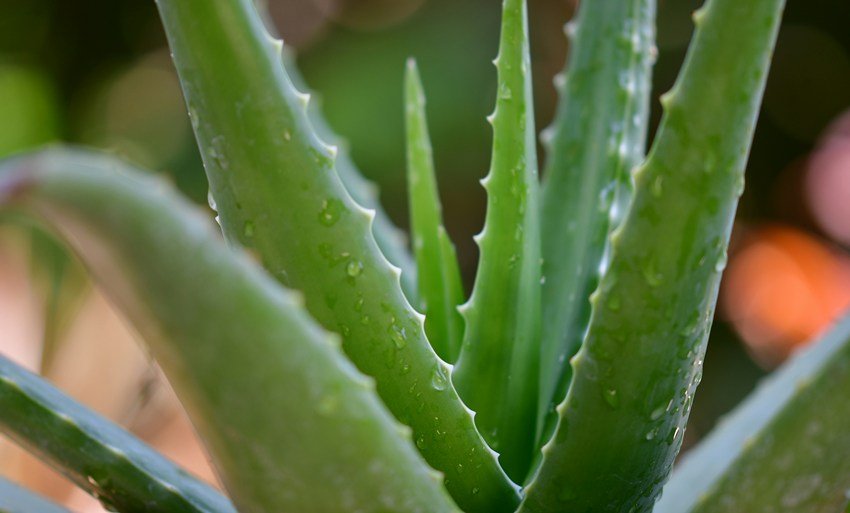 Aloe vera vastu Right direction
