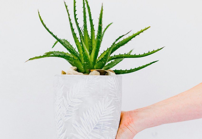 Aloe vera for good luck