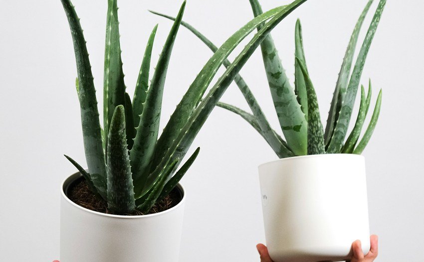 Aloe vera plant vastu