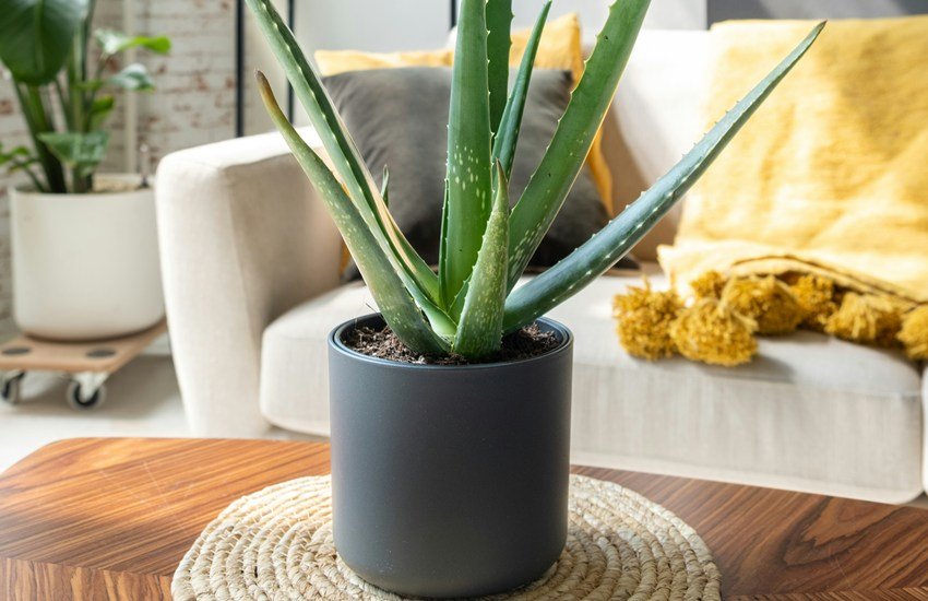 Aloe vera plant in home
