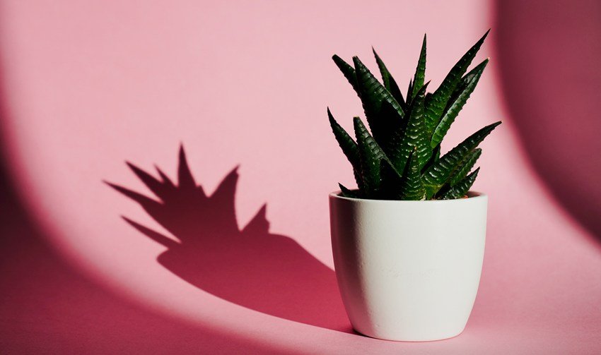 Aloe vera plant lucky or unlucky