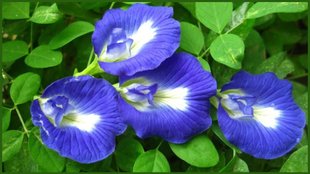 Aparajita Plant, Aparajita Plant at Home , How to use aparajita plant at home