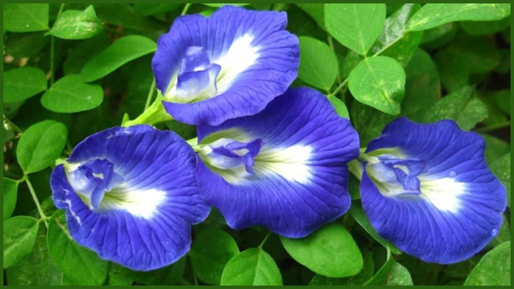 Aparajita Plant, Aparajita Plant at Home , How to use aparajita plant at home