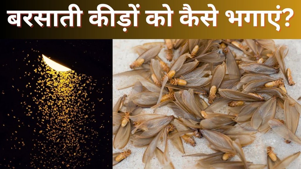 rainy season insects | barsat me kide bhagane ka tarika | barsati kide kaise bhagaye