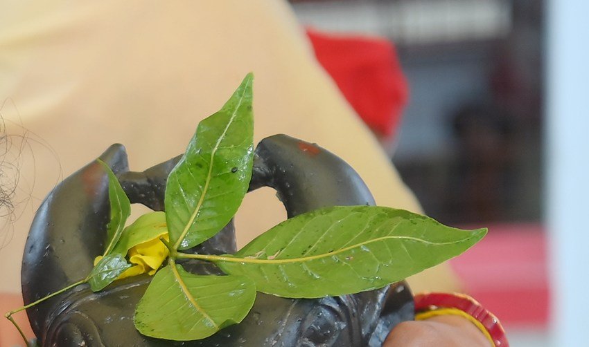 Bael leaves advantages