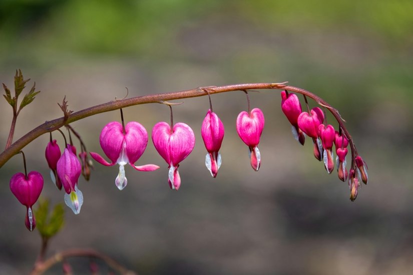 Bleeding Heart