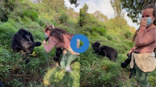 Gorilla|Gorilla Viral Video| Gorilla Funny Video