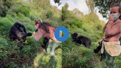 महिला टूरिस्ट के बाल खींच रहा था गोरिल्ला, तभी आ गई उसकी साथी और फिर जो हुआ…, Viral Video देख यूजर्स बोले – सही सबक सिखाया