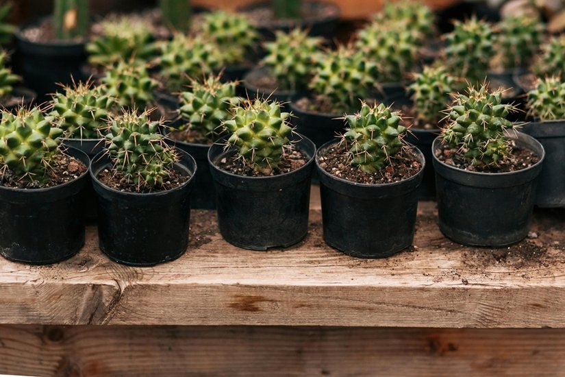 Cactus