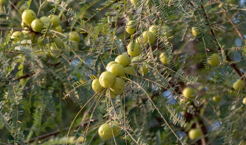 amla benefits