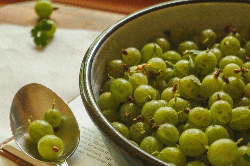 Indian gooseberry in monsoon
