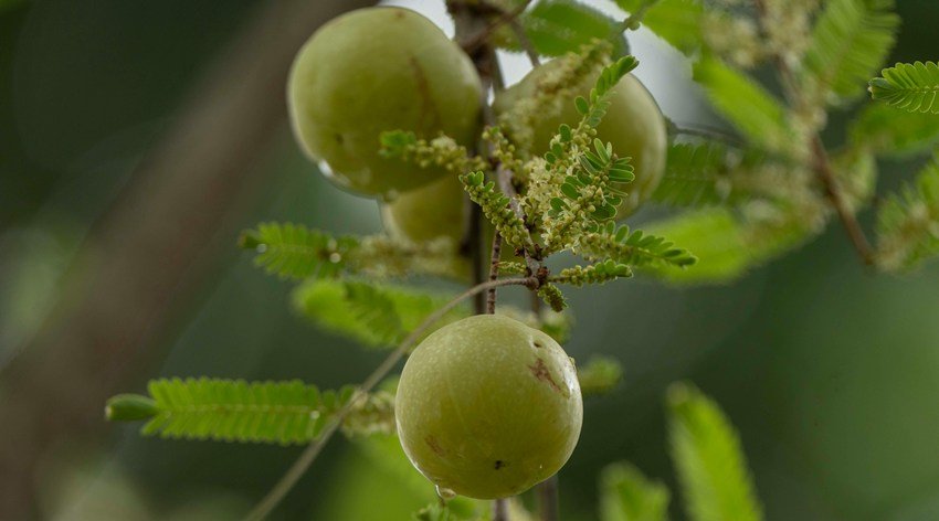 amla benefits in monsoon