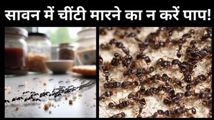 how to get rid of ants | Sawan me bina mare chiti ko kaise bhagaye | Lal chiti ko kaise bhagaye