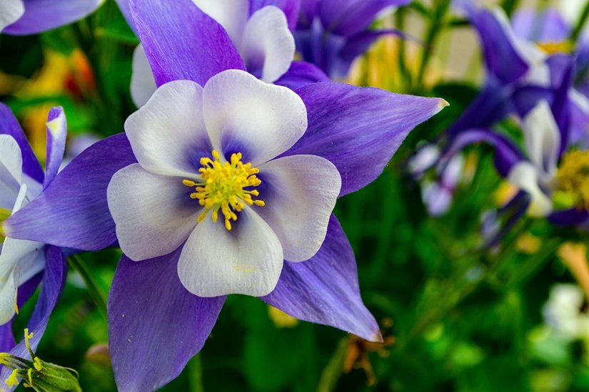 Columbine