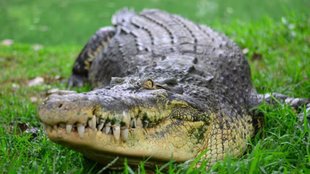 Crocodile attack, Damoh river tragedy, woman killed by crocodile, Sawan bathing death, Madhya Pradesh news