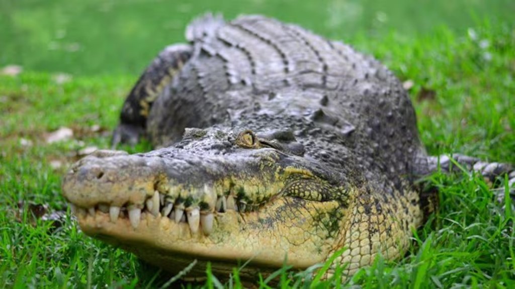 Crocodile attack, Damoh river tragedy, woman killed by crocodile, Sawan bathing death, Madhya Pradesh news