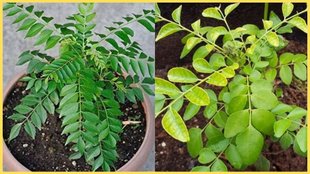 Curry Plant Gardening Tips, Curry Plant, Gardening Tips
