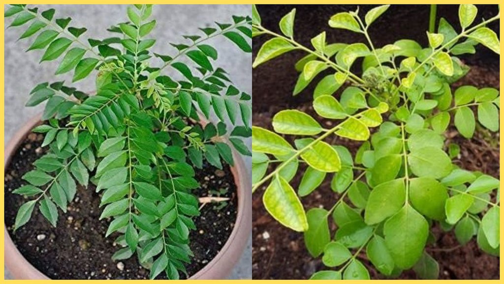 Curry Plant Gardening Tips, Curry Plant, Gardening Tips