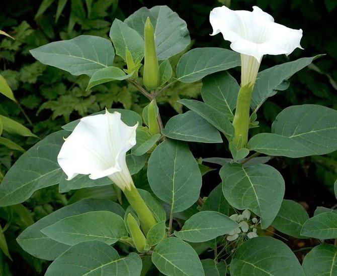 Datura