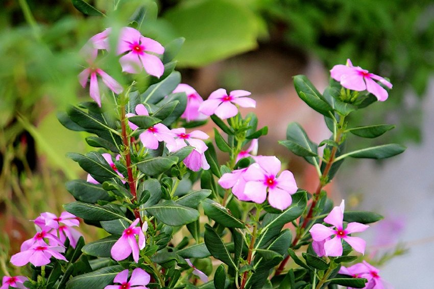 Discover the Incredible Health Benefits of Sadabahar Leaves