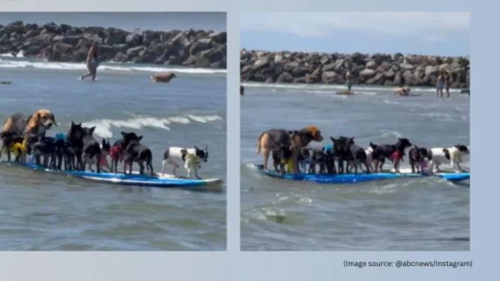 Dog surfing video viral, Dogs on surfboard San Diego