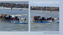 हम इंसानों को कब अक्ल आएगी? समुद्र में कुत्तों ने मिलकर चलाई नाव, Viral Video देख शर्मिंदा हो गए लोग