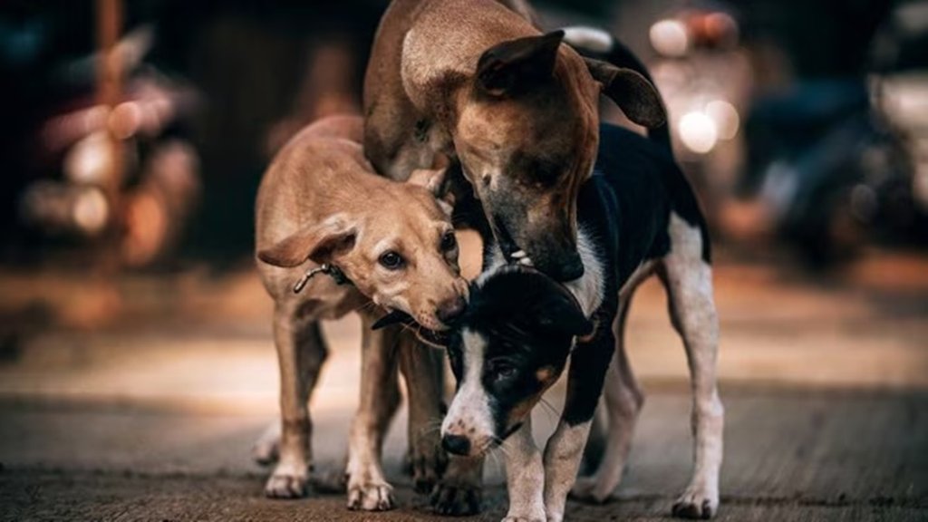 Stray dogs, dog bite cases, animal lovers clash