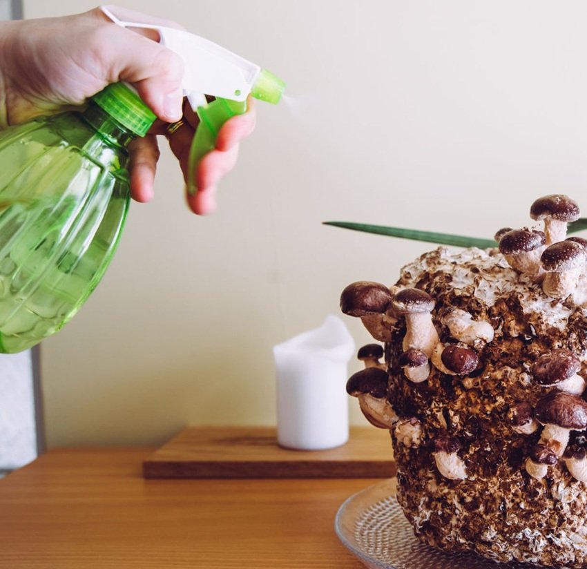 Easy Guide to Growing Mushrooms