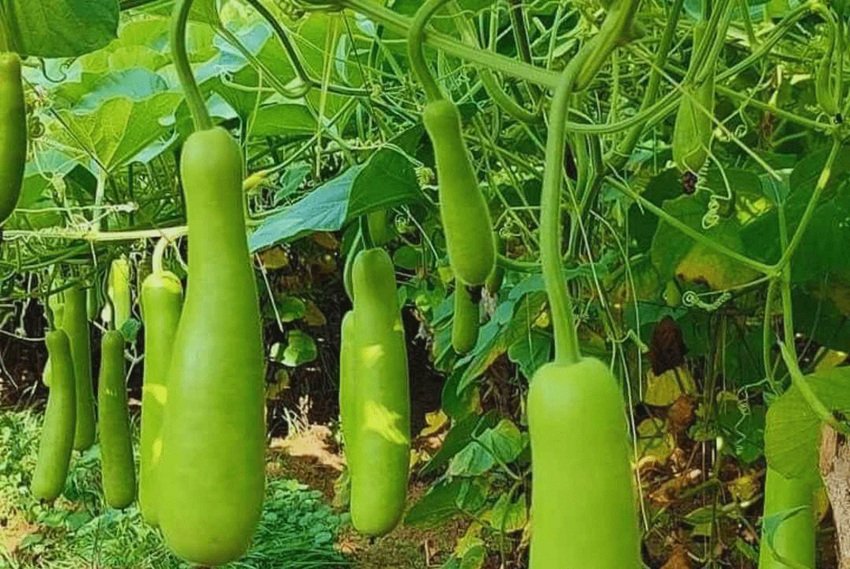 Eat These to Stay Healthy and Energized