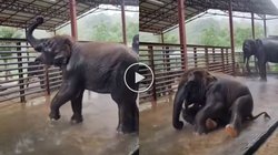 बारिश में झूम-झूमकर नहाने लगा हाथी का बच्चा, किसी बच्चे की तरह करने लगा शरारत, Viral Video देख यूजर्स बोले – हाय… ये कितना प्यारा है
