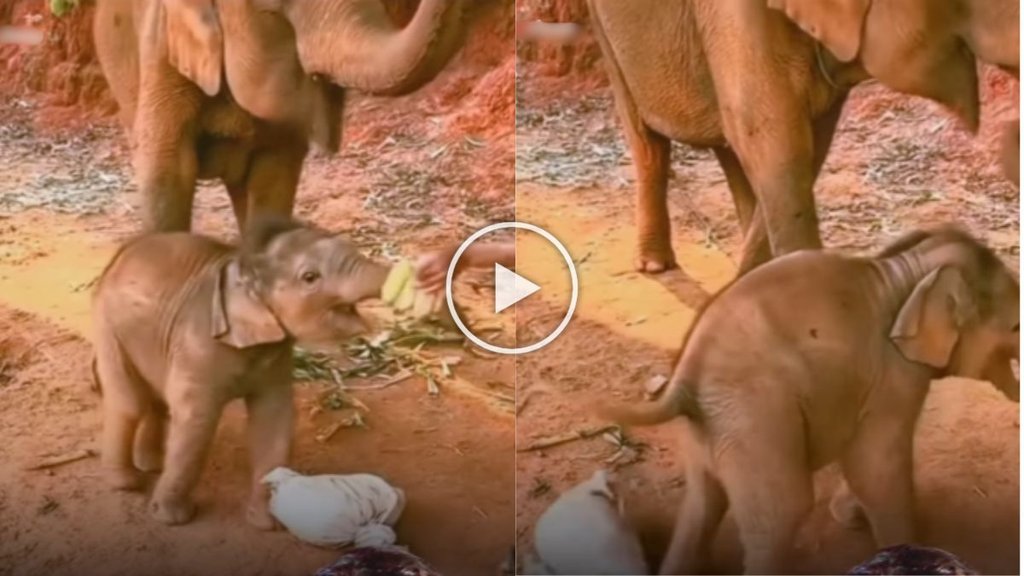 Viral Video| Elephant Video| Trending Video