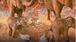 हाथ में फल लिए ललचा रहा था शख्स, किसी छोटे बच्चे की तरह गुस्सा गया हाथी का बच्चा और फिर…, Viral Video देख यूजर्स बोले – कितना क्यूट है यह